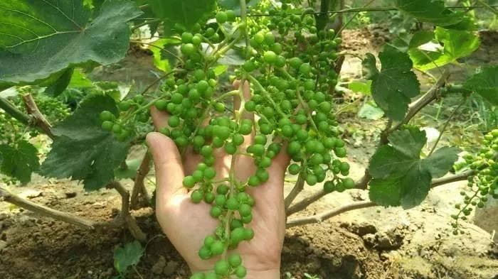 葡萄拉穗正当时：萌芽后20-25天效果最佳