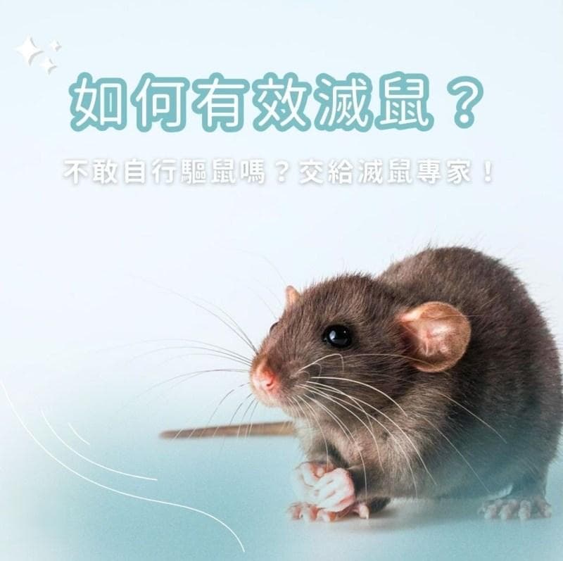 灭鼠攻略：专家教您10条抓老鼠建议，快速清除鼠患！