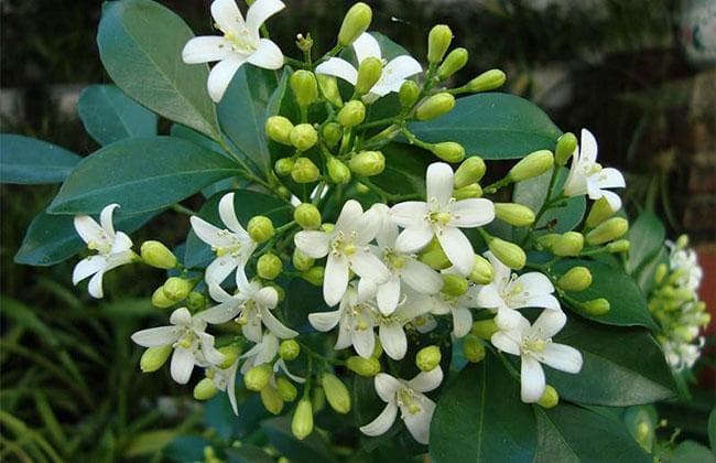 九里香的种植指南：从选址到养护的全方位解析