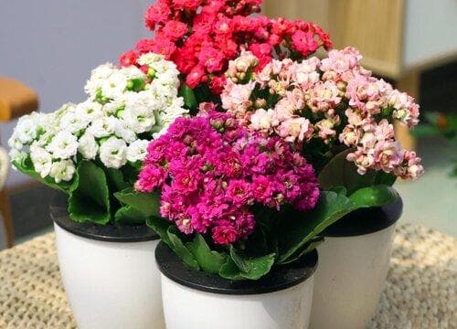 绿巴黎长寿花：四季常绿的独特花卉