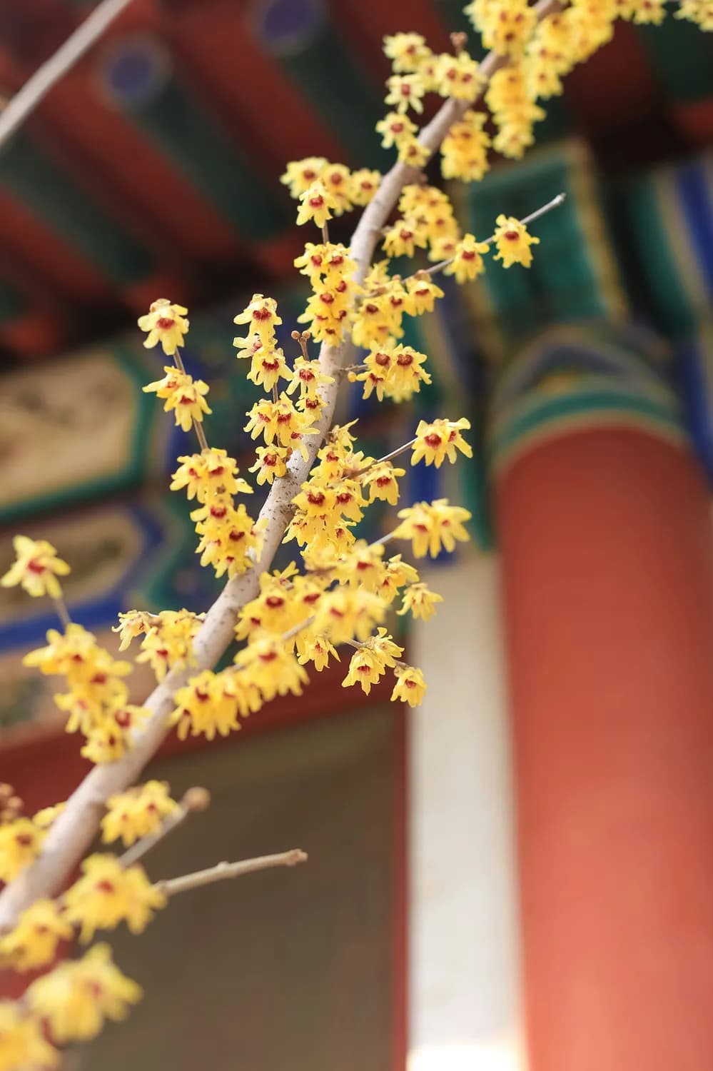 北京腊梅迎春绽放：卧佛寺古梅与颐和园梅展双辉