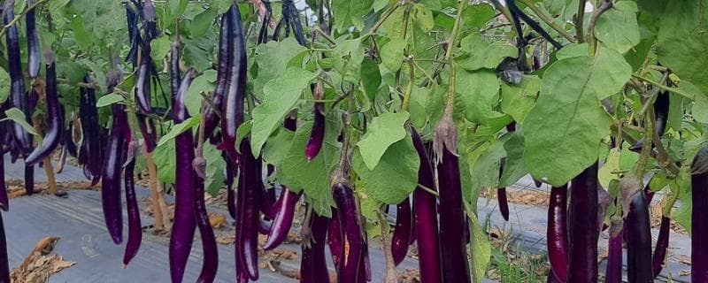 茄子种植技术详解：从株行距到病害防治的全面指南