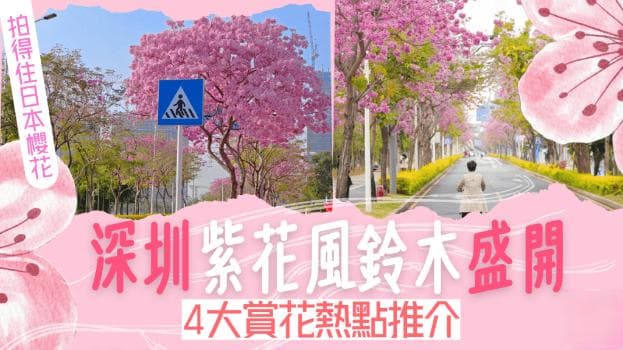 深圳紫花风铃木盛开！4大赏花热点推荐（附地址+交通）