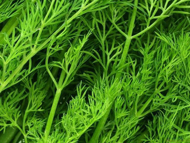 生活中的药食同源，吃出健康生活之小茴香
