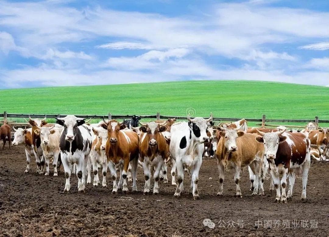提高肉牛养殖效益：六大关键技术要点详解