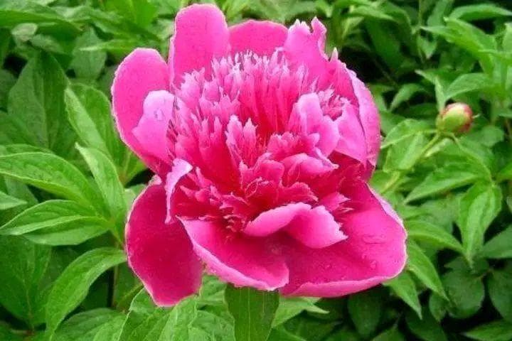 十首牡丹花诗歌，雍容华贵，国色天香，象征喜庆与富贵
