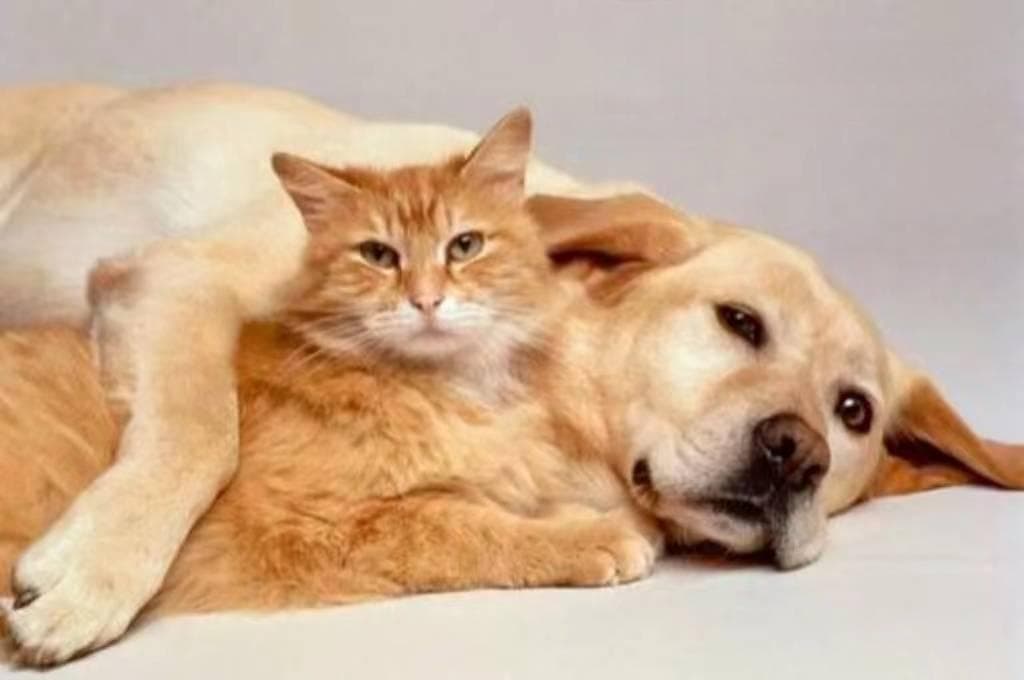 如何让猫狗和平共处，达到猫狗双全的梦想？