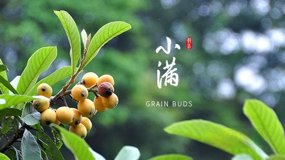 夏季六节气：从立夏到大暑的自然变迁