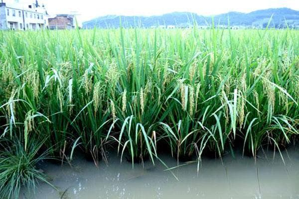 2025雨水节气是哪一天？有哪些习俗？