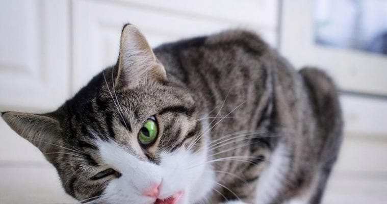 如何喂养刚捡到的小猫（掌握关键的喂养技巧，让小猫健康成长）