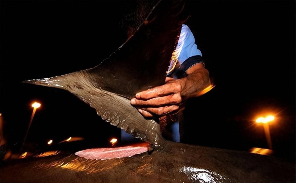 为什么人类只吃鱼翅，却很少听说吃鲨鱼肉？鲨鱼肉真的不好吃吗？