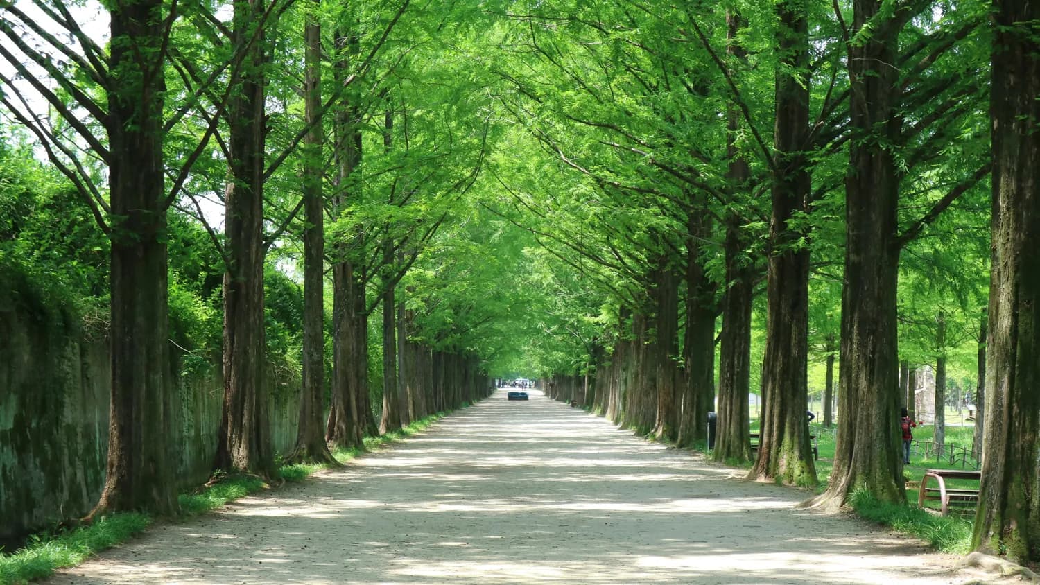 厦门最美林荫道：夏日避暑打卡地