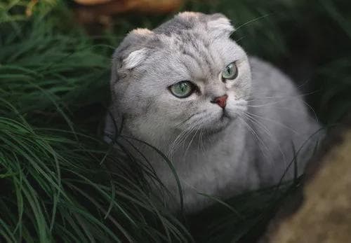 在猫界，这8种猫最不受欢迎，看完不后悔！