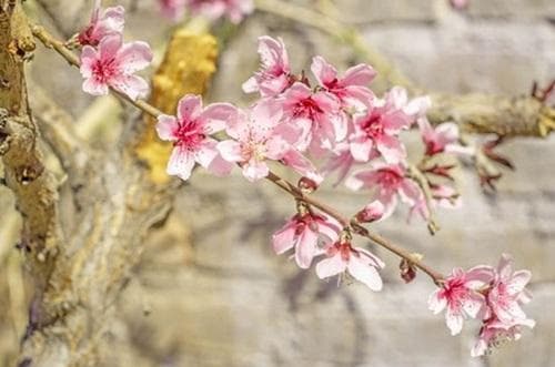 正缘桃花几朵最好？八字命理中的正缘桃花解析