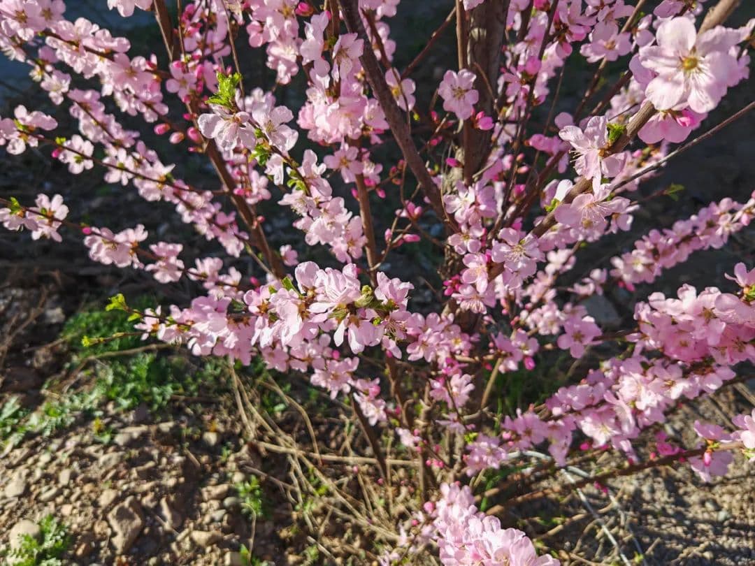 爱花赏花应护花 劝君莫做折花人