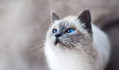 猫咪嗅觉范围揭秘：超乎想象！