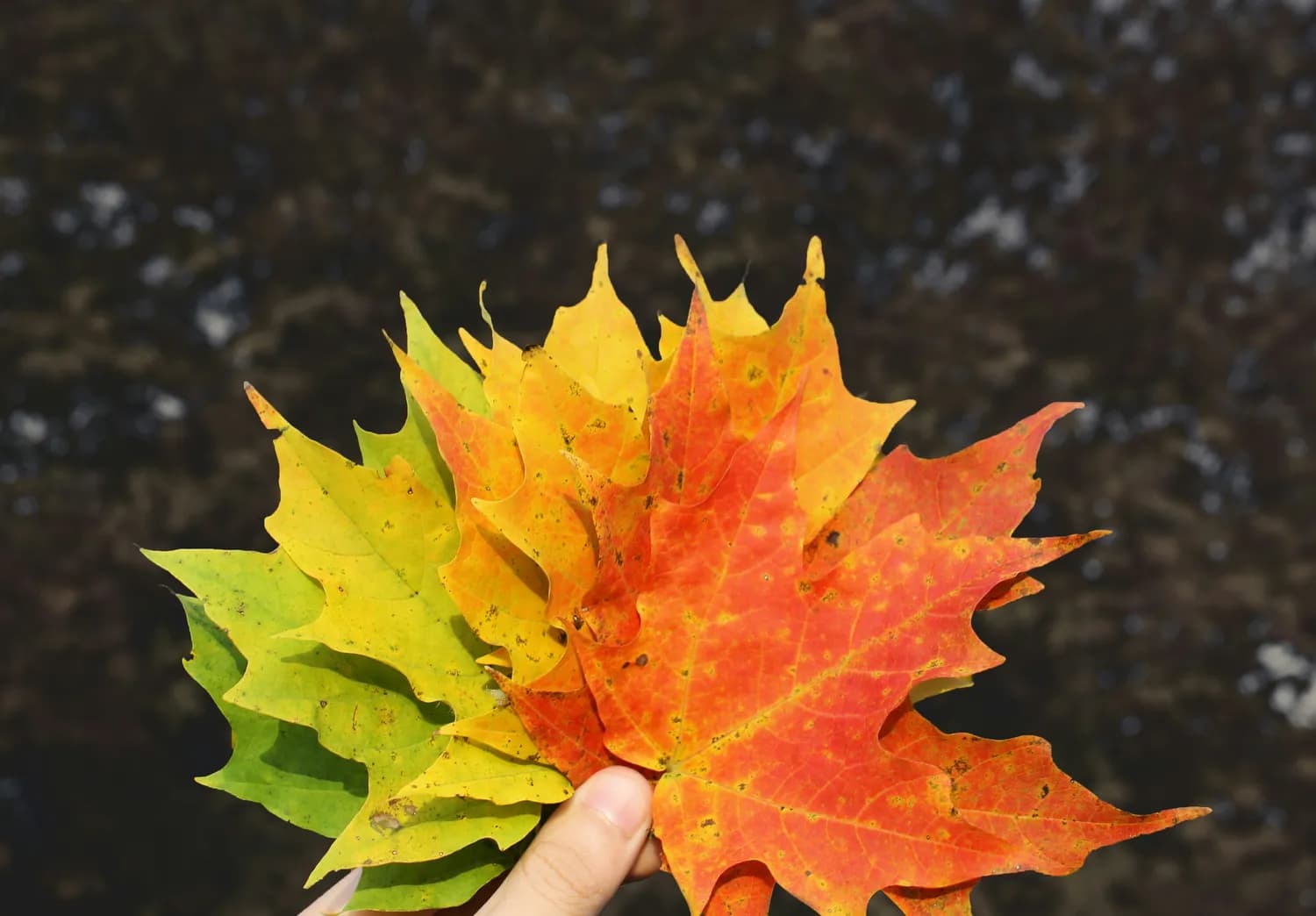 李同桐的运势，三才派算命告诉你！