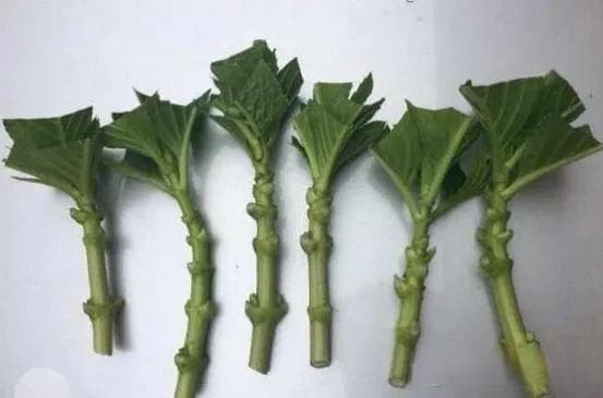 扦插繁殖花草总黑杆成活难？防止黑杆的5种有效方法，提高扦插成活率