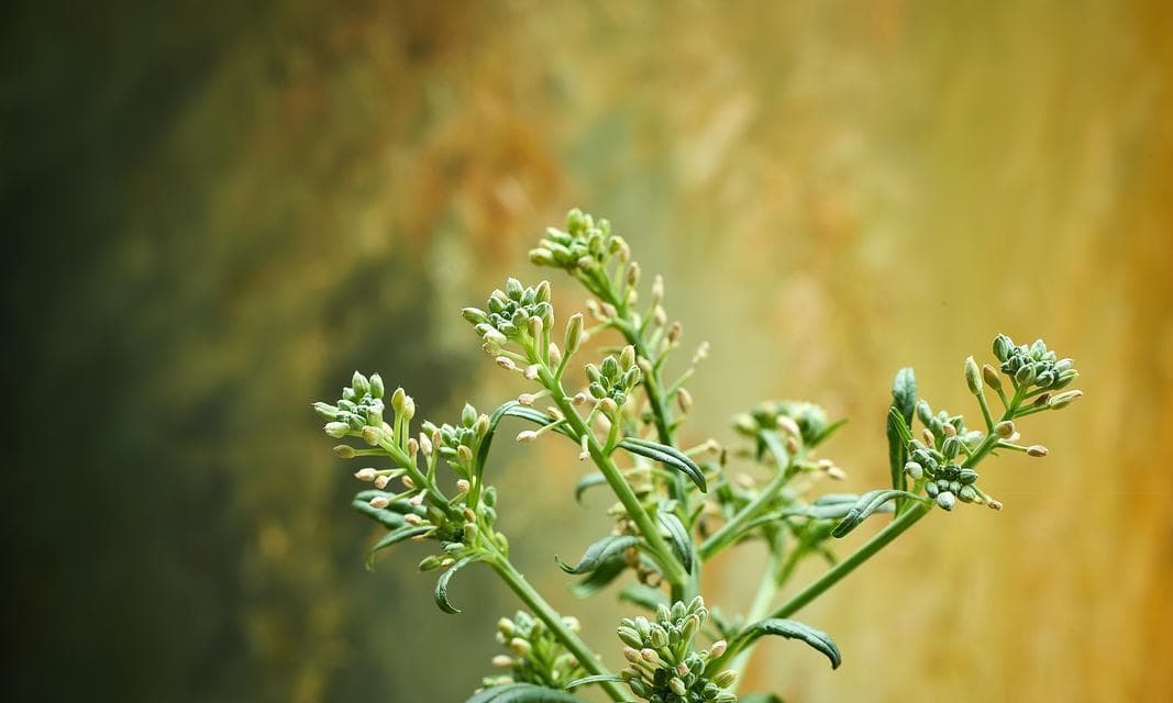 萝卜的双子叶植物身份剖析（揭秘萝卜的生物学分类与特征）
