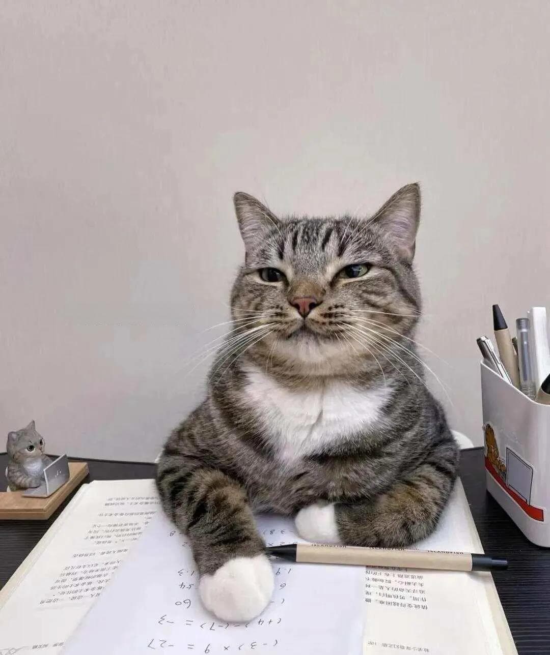 猫咪智力分级：六大品种智商大盘点，附提升方法