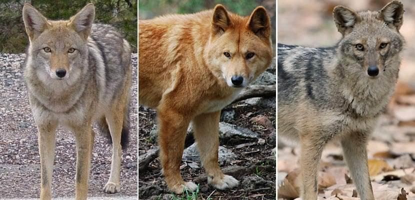 野狗：郊狼、野狗和豺狼的特征