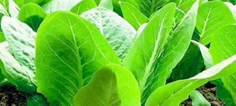 春季蔬菜种植指南：15种蔬菜的种植要点