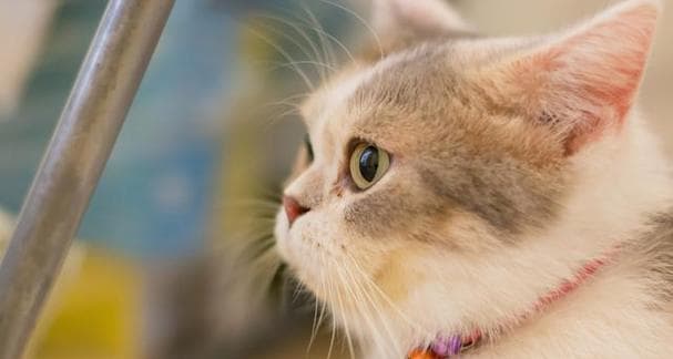 猫咪怀孕数量的影响因素（宠物繁殖需注意的重点）