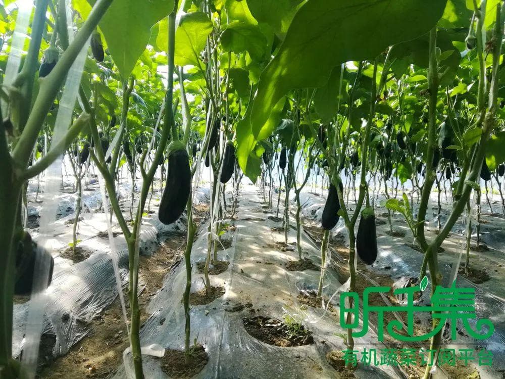 【茄子】药用价值很高的紫色蔬菜