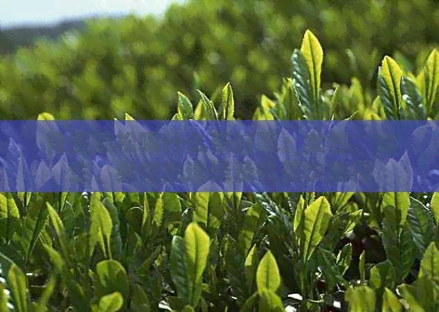 骨质疏松患者适宜饮用的茶叶种类及注意事项