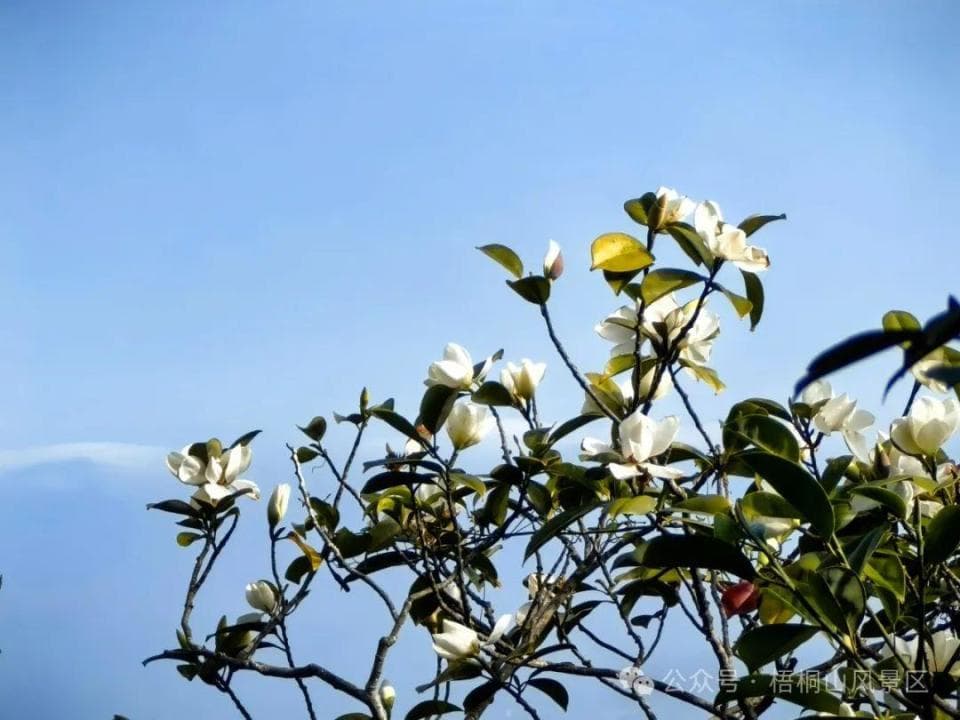 梧桐山春季赏花攻略：三条特色路线，七大必看花卉，实用装备指南
