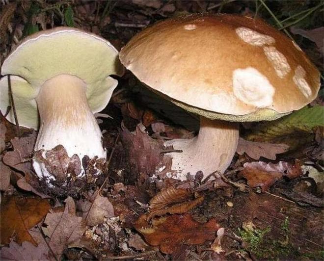 牛肝菌本身有毒吗？吃牛肝菌要注意什么？