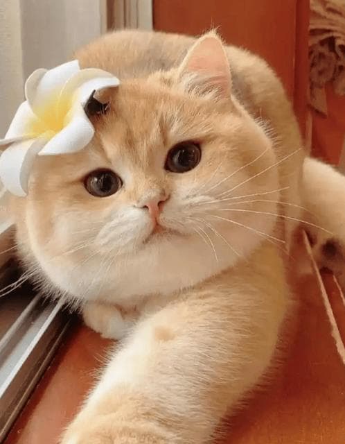 猫尾变手语，解锁喵星人秘密：读懂猫咪的尾巴心声！