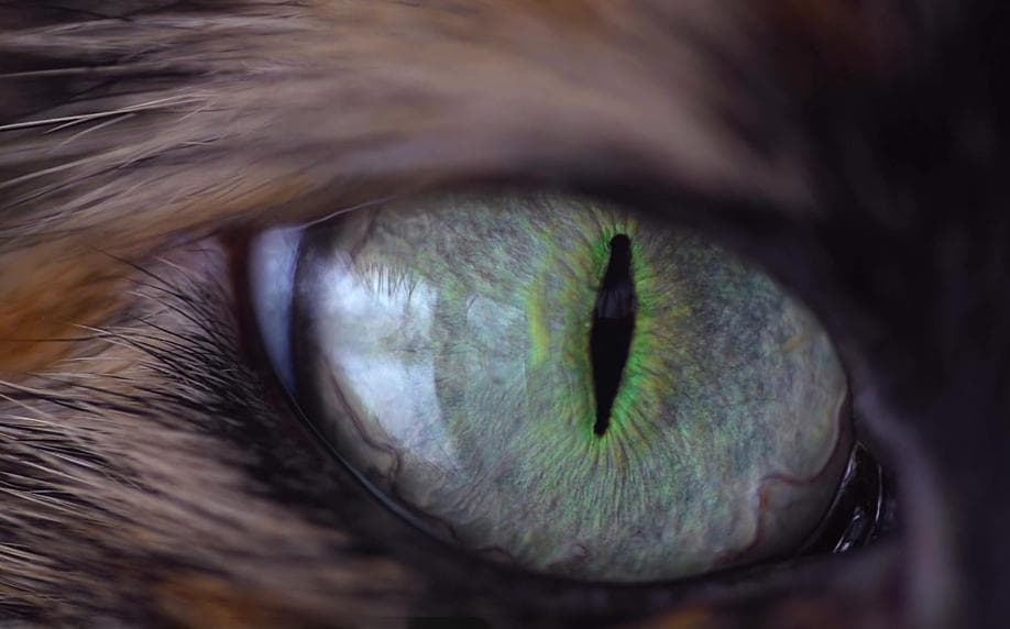 猫眼相机：仿生视觉技术的新突破