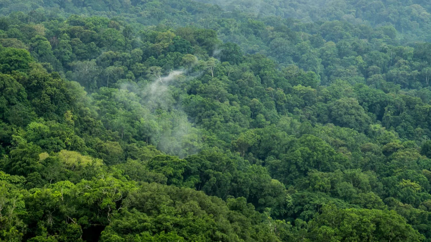厦门植物园热带雨林区拍照攻略：烟雾仙境中的完美取景