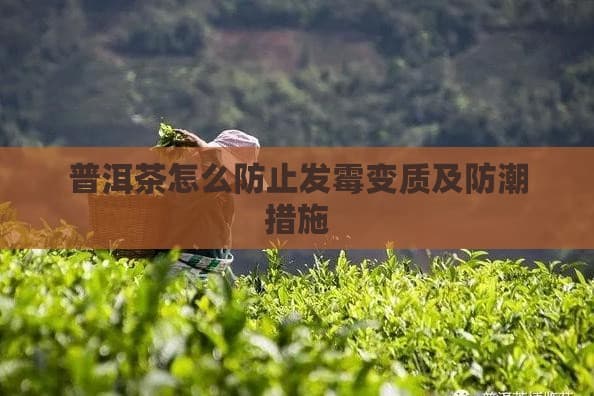 普洱茶储存指南：防霉防潮全攻略
