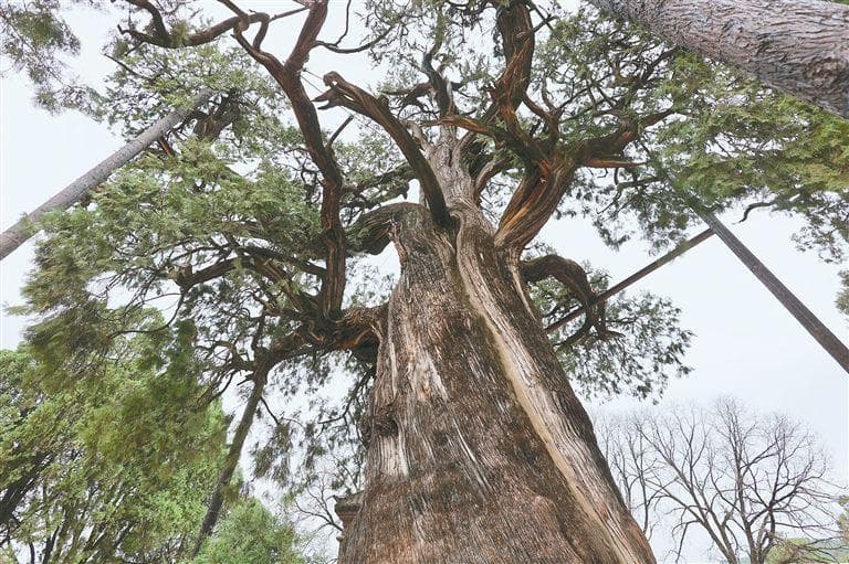 黄帝手植柏：守望中华文明五千年
