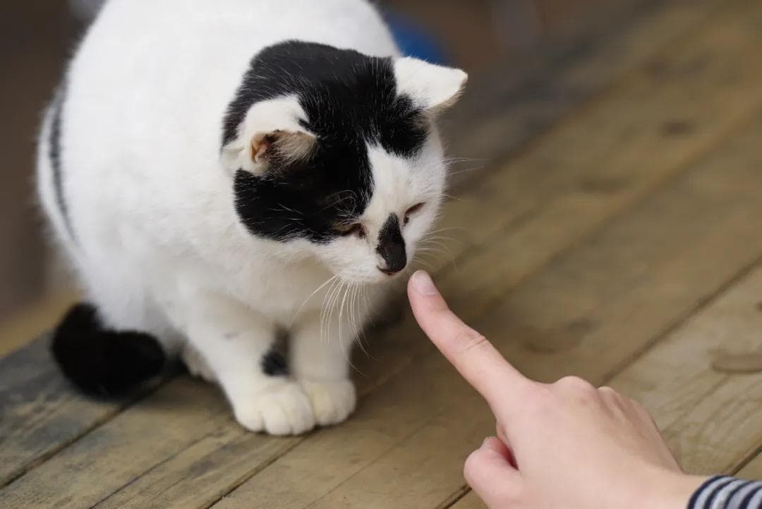 猫咪避之不及的寄生虫，有望被科学家改造成医学武器
