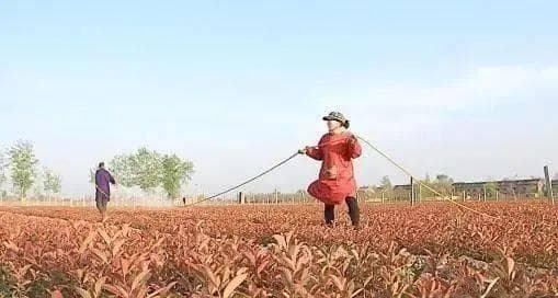 生物菌肥、有机肥、复合肥怎样搭配使用效果最好？