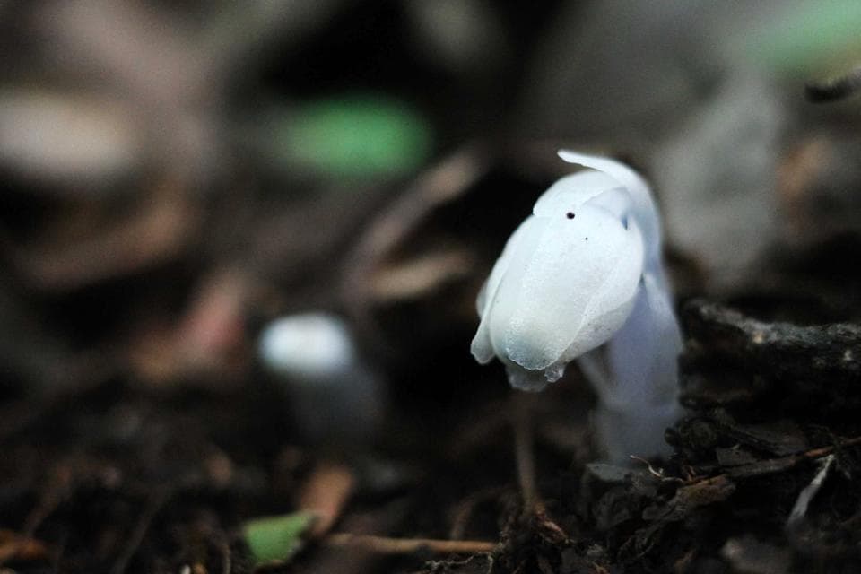 贵州六盘水发现近危级珍稀植物水晶兰