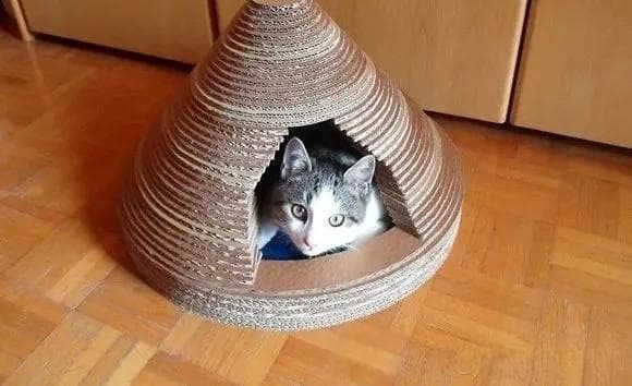 给小猫自己造个窝。