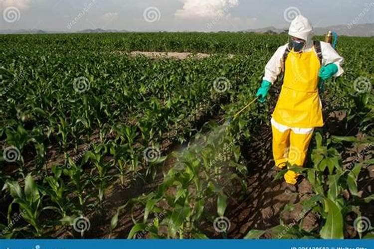 守护绿色防线：蔬菜病虫防治与对口农药的精准应用