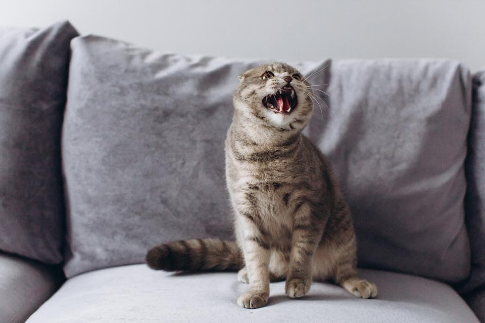 宠物主人的必学技能！猫狗语言4大解密，让你听懂它们的心声