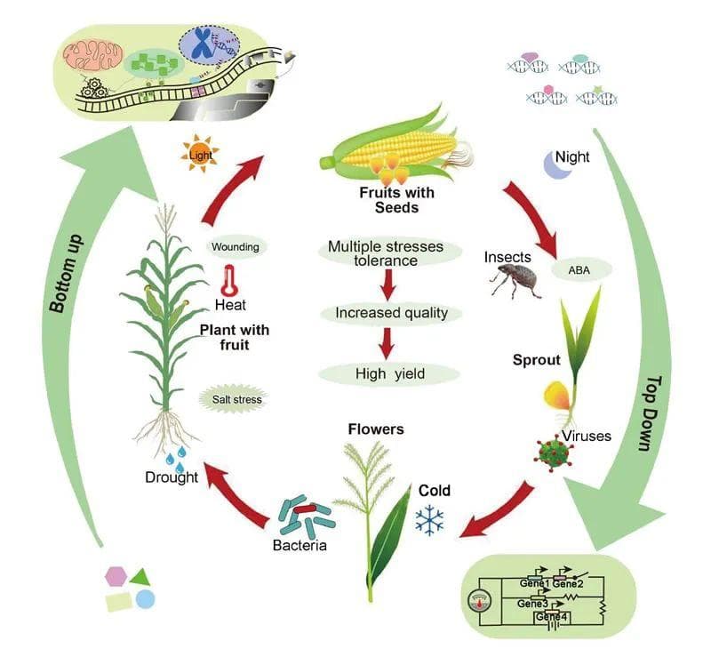 Plant Communications：合成生物学和人工智能在作物改良中的应用