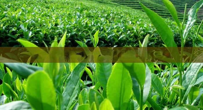 探究饮用红茶是否会对胃产生刺激及原因