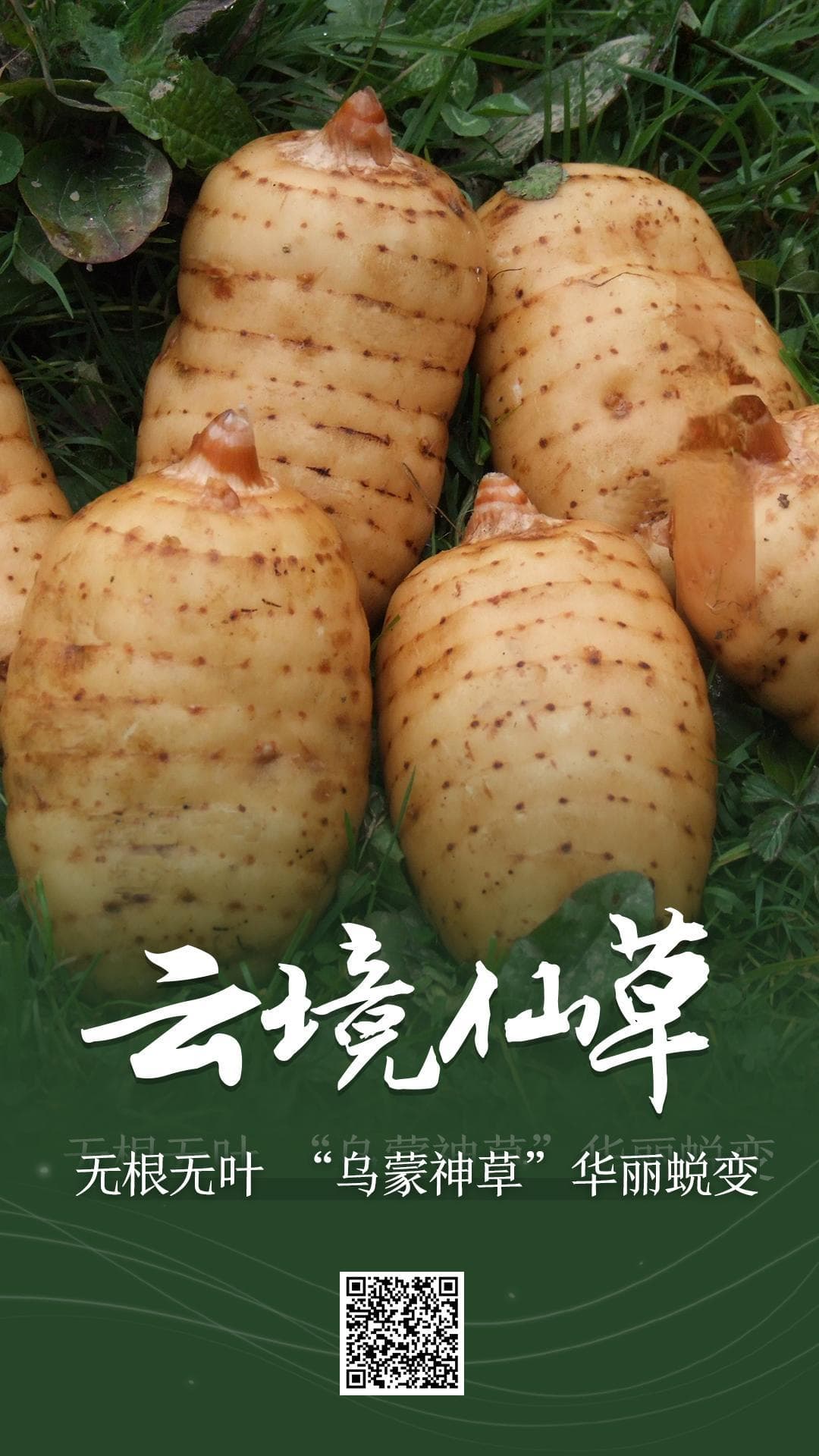 【云境仙草】天麻：无根无叶，“乌蒙神草”华丽蜕变