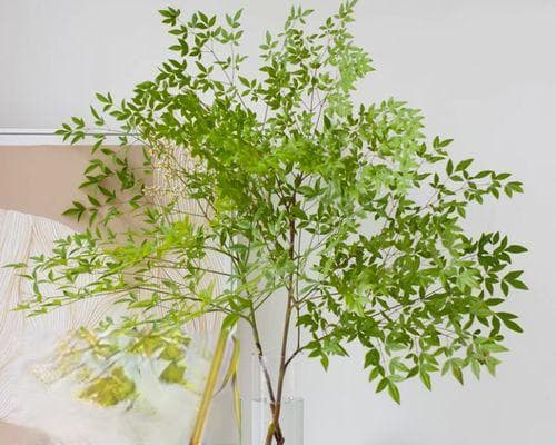 马醉木养殖全指南（从选苗到管理）