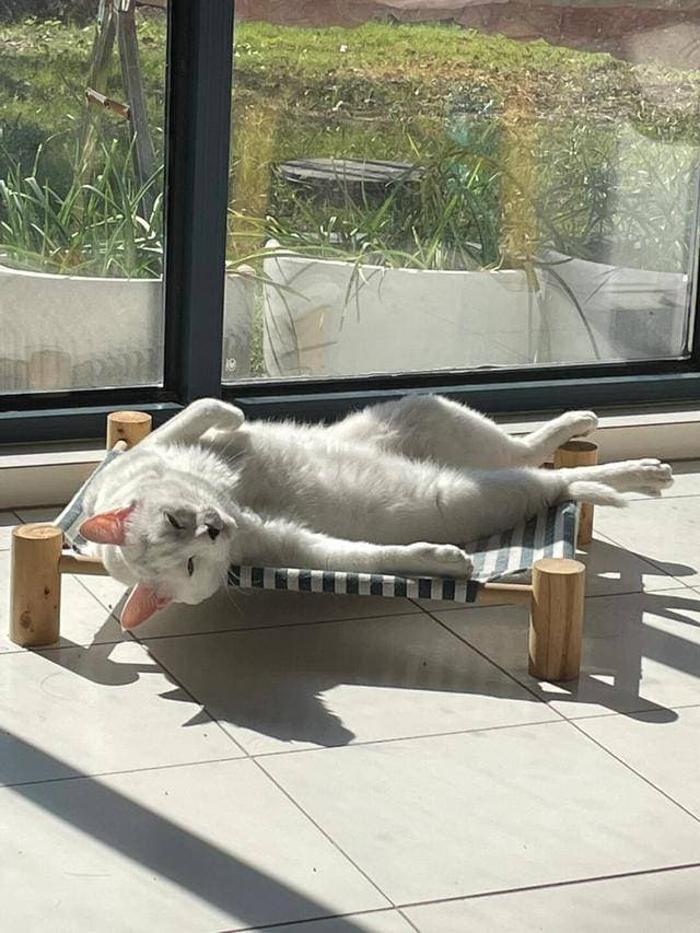 猫咪怕冷还是怕热？4种睡姿揭秘，铲屎官必看！