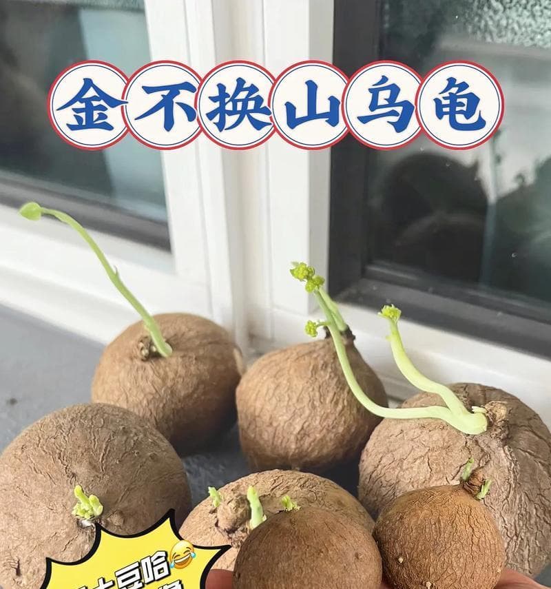 山乌龟的生态环境与生活习性：从野外到人工饲养的全面解析