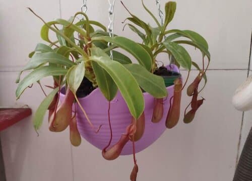 猪笼草是热带植物吗？一文详解其生长习性与分布