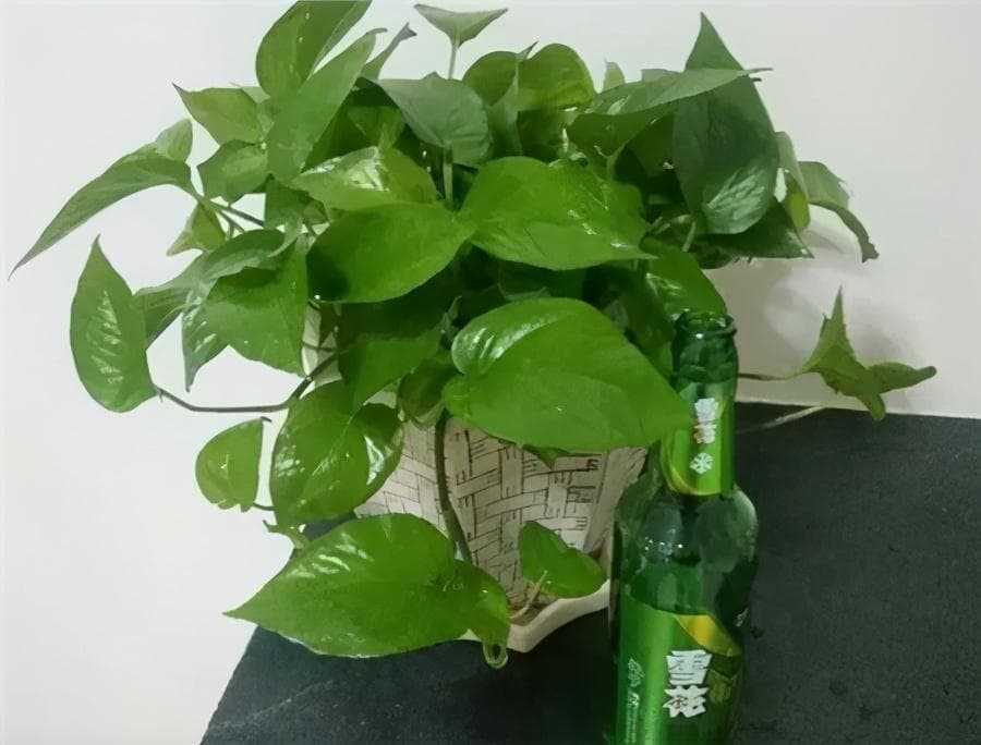 用对浇花水，花卉长得壮：6种液体代替自来水